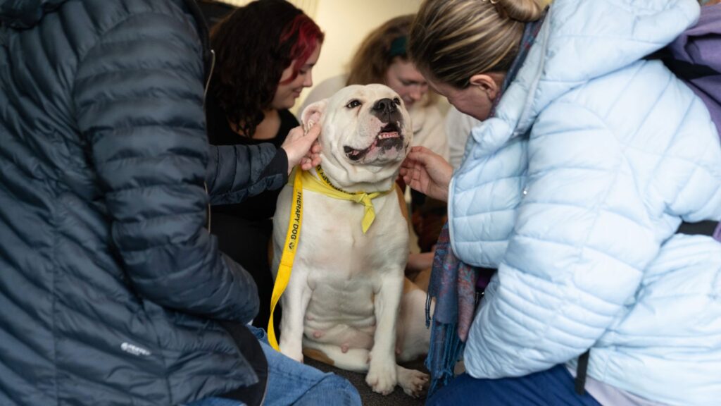 Therapy dog session. Two students cuddle a small dog while he looks up at them